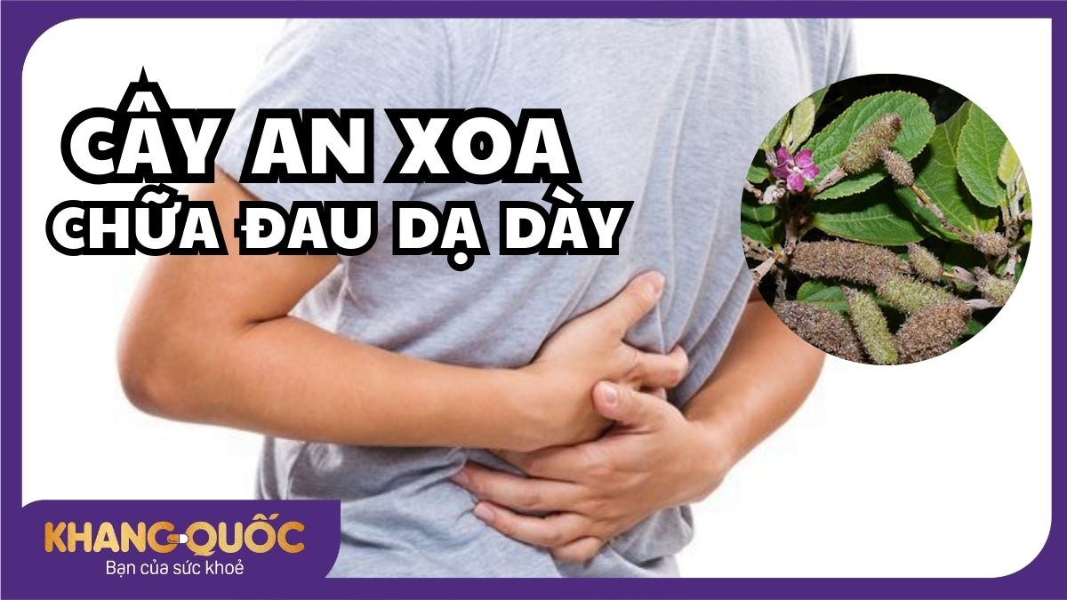 Cây An Xoa có chữa được bệnh dạ dày không?