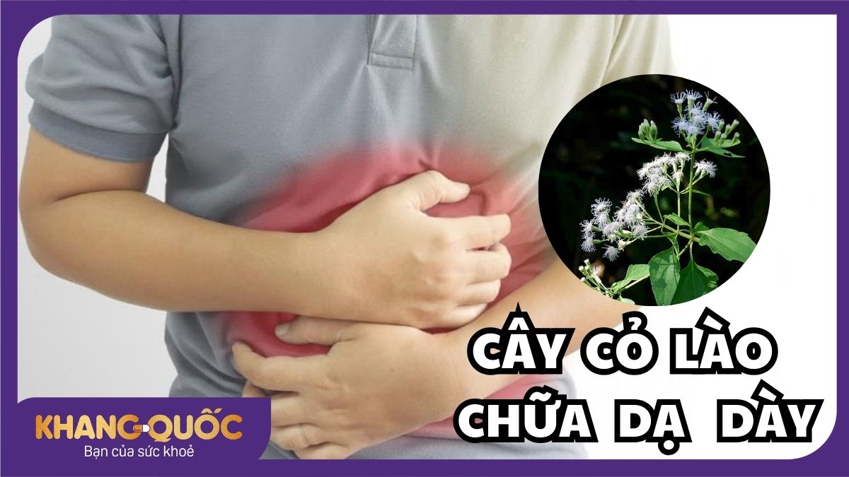 Cây cỏ lào chữa dạ dày bạn đã biết chưa?