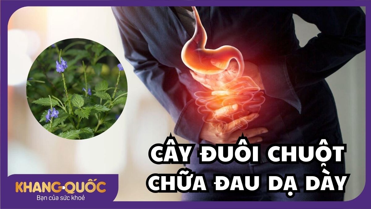 Cây đuôi chuột chữa dạ dày - Giải pháp tự nhiên cho dạ dày khỏe mạnh