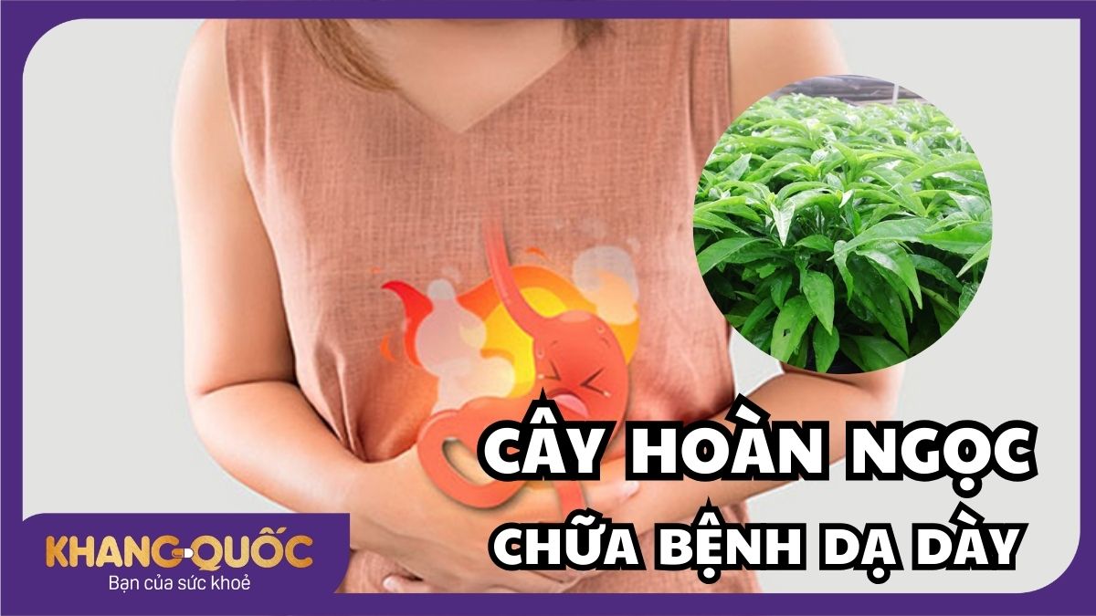 Cây Hoàn Ngọc chữa bệnh dạ dày: Vị thuốc quý từ thiên nhiên