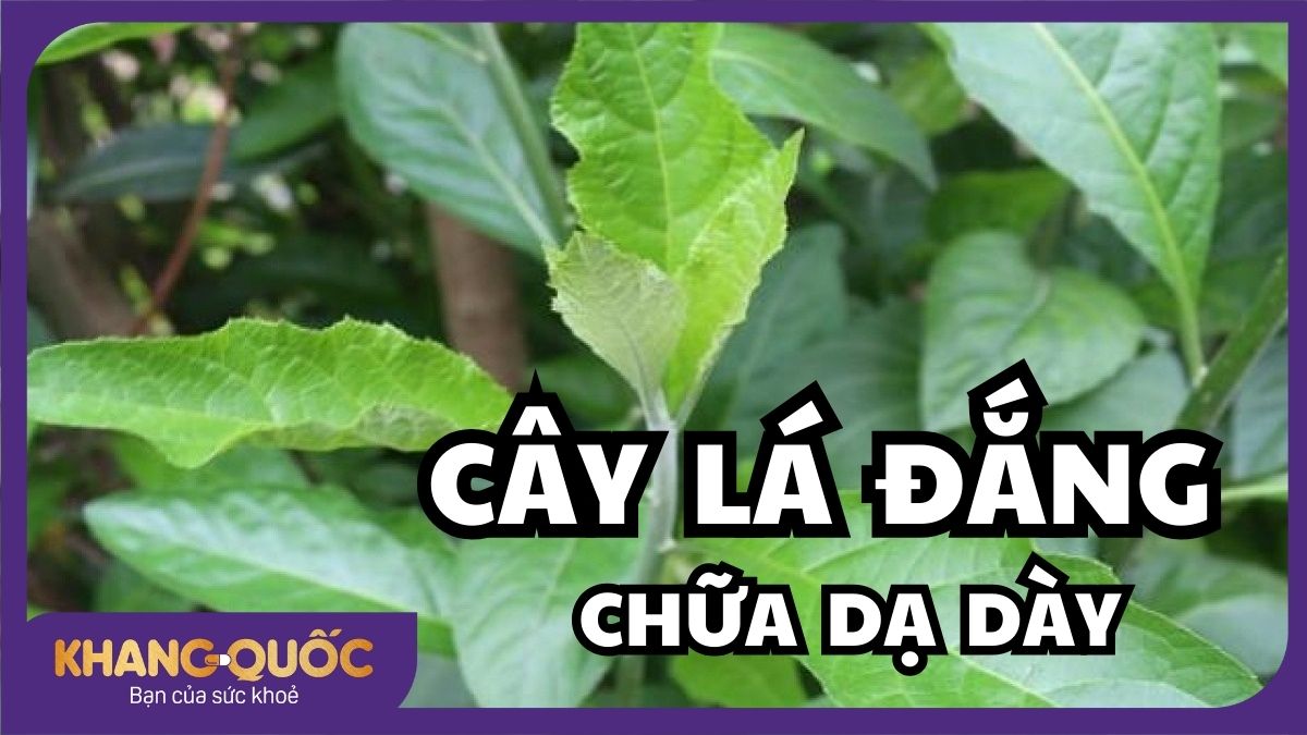 5 cách dùng cây lá đắng chữa dạ dày hiệu quả