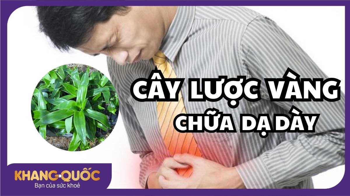 Cây lược vàng chữa dạ dày - Bí quyết dạ dày khỏe từ thảo dược