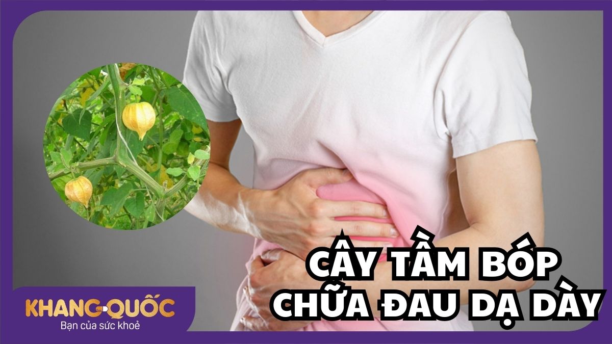 Cây tầm bóp chữa đau dạ dày - Vị thuốc quý từ thiên nhiên