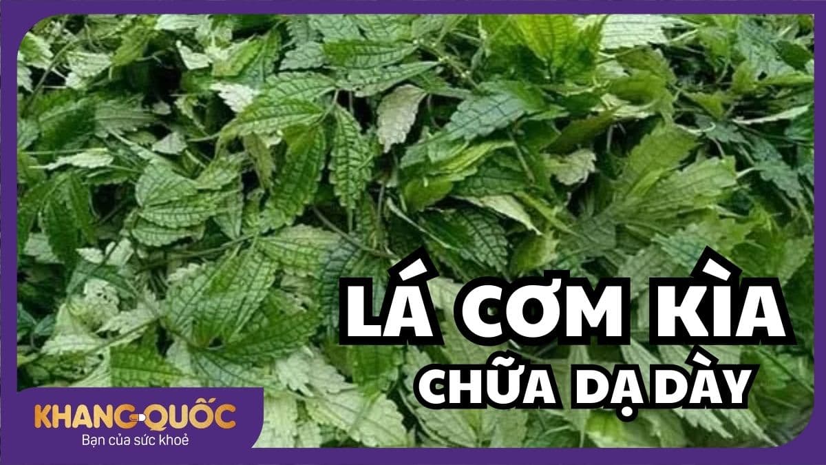 Lá cơm kìa chữa dạ dày hiệu quả mà ít người biết