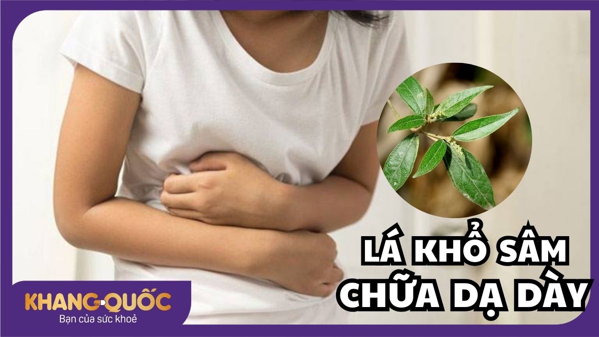 Lá khổ sâm chữa dạ dày - Bài thuốc hiệu quả mà ít người biết