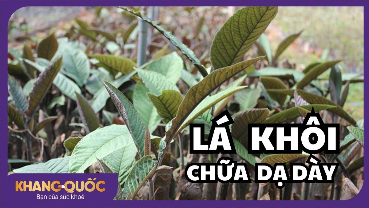 6 bài thuốc lá khôi chữa dạ dày hiệu quả