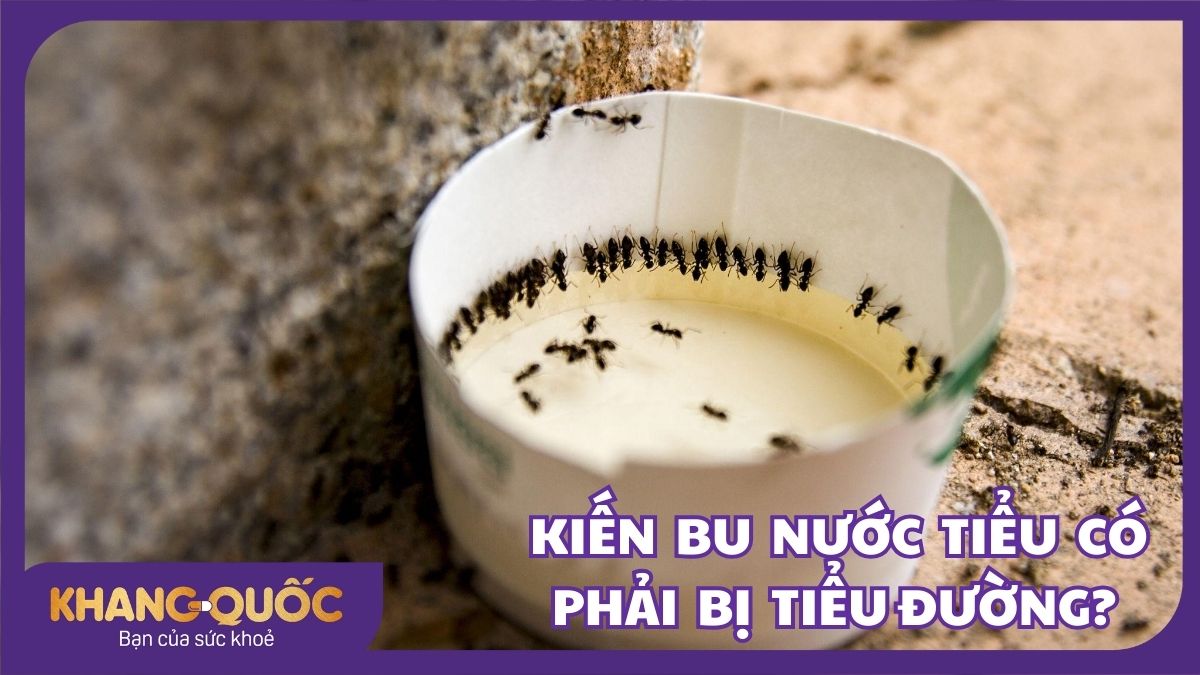 Kiến bu nước tiểu có phải bị bệnh tiểu đường?