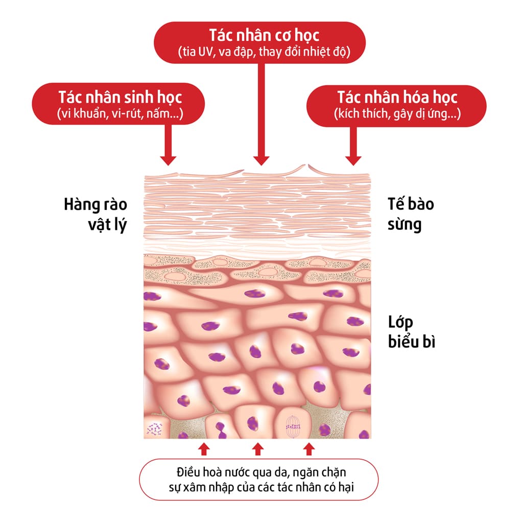 Thời điểm cần tăng sức đề kháng cho da