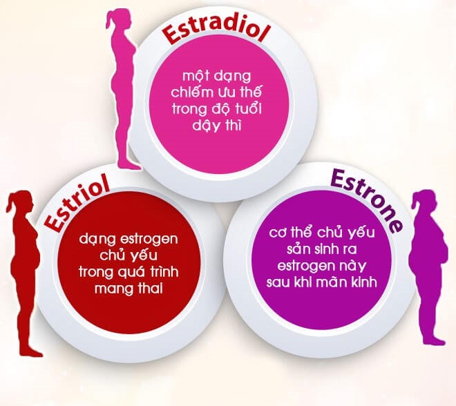 Hormone estrogen rất quan trọng đối với cơ thể nữ giới