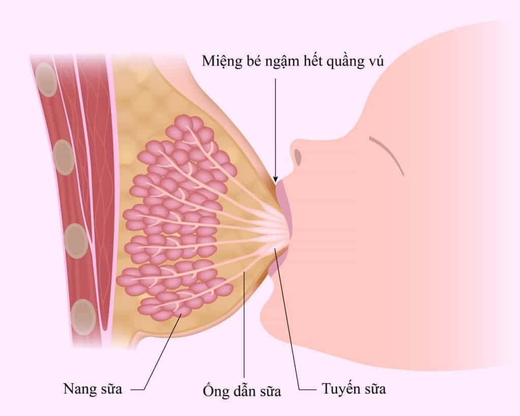 Hormon bài tiết sữa