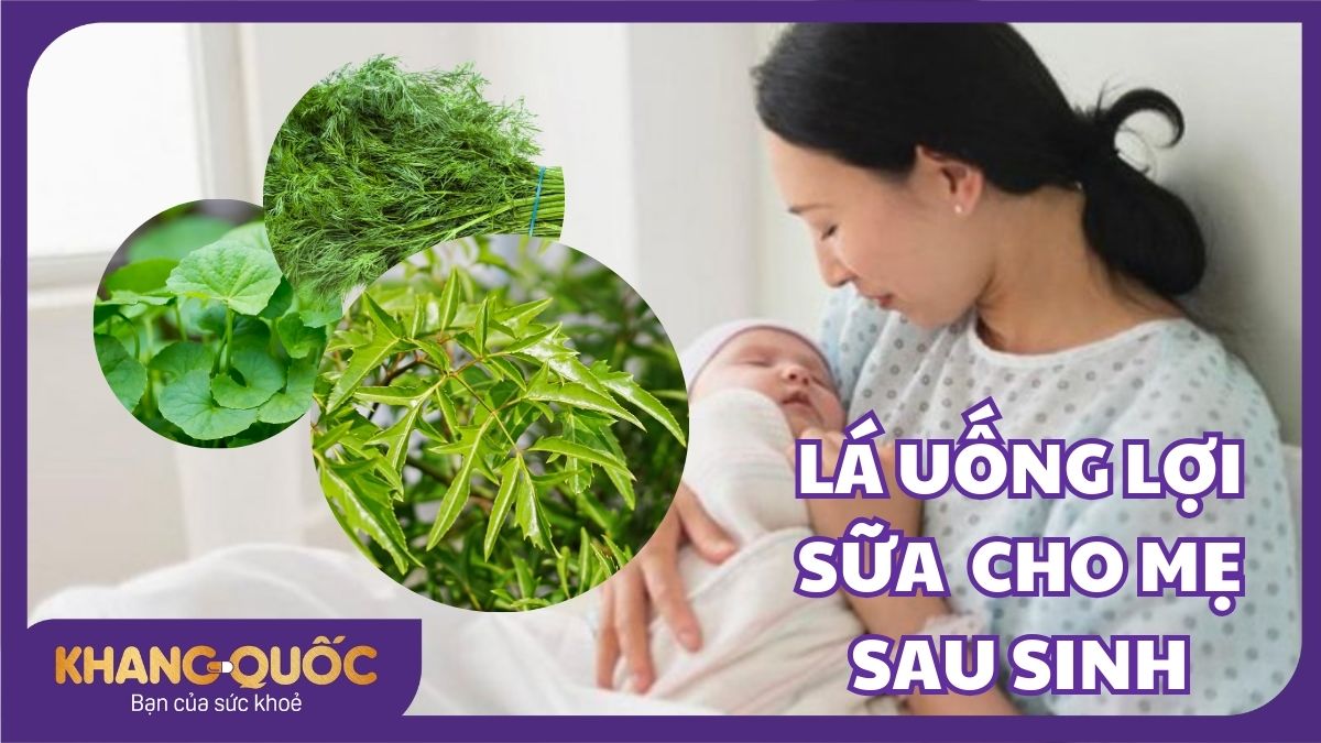 7+ Lá uống lợi sữa giúp mẹ sau sinh tự tin nuôi con