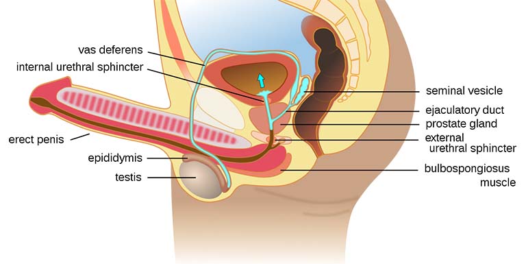 Tiểu đường gây xuất tinh ngược dòng ở nam giới